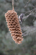 Giant Pine Cone