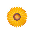 Sunflower Lid